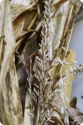 corn husks